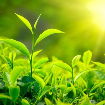 Natural Herb Extract